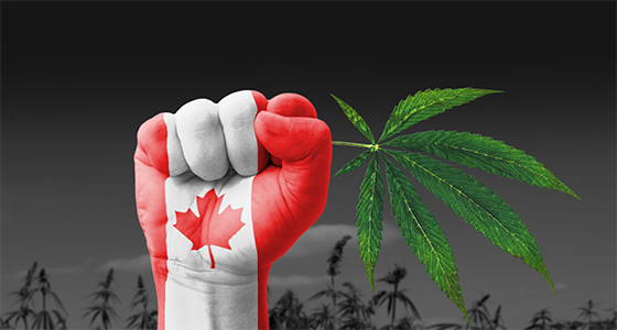 kanada konopí marihuana